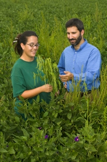 Herbicide tolerant crops section